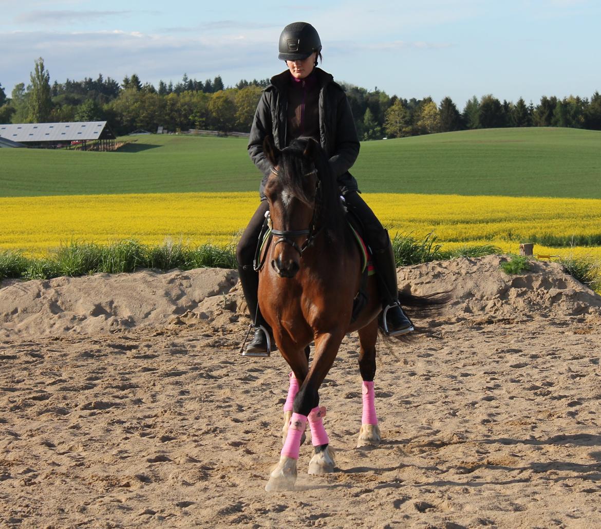 Welsh Pony af Cob-type (sec C) Rytterbjergets Undine aka. Pony-pige - Dressurtræning d. 14 Maj billede 3