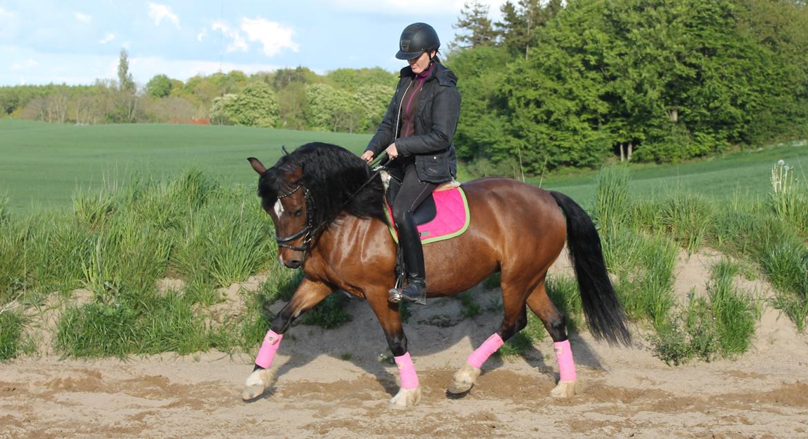 Welsh Pony af Cob-type (sec C) Rytterbjergets Undine aka. Pony-pige - Dressurtræning d. 14 Maj billede 5