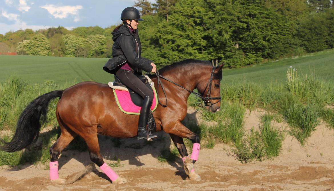 Welsh Pony af Cob-type (sec C) Rytterbjergets Undine aka. Pony-pige - Dressurtræning d. 14 Maj billede 7
