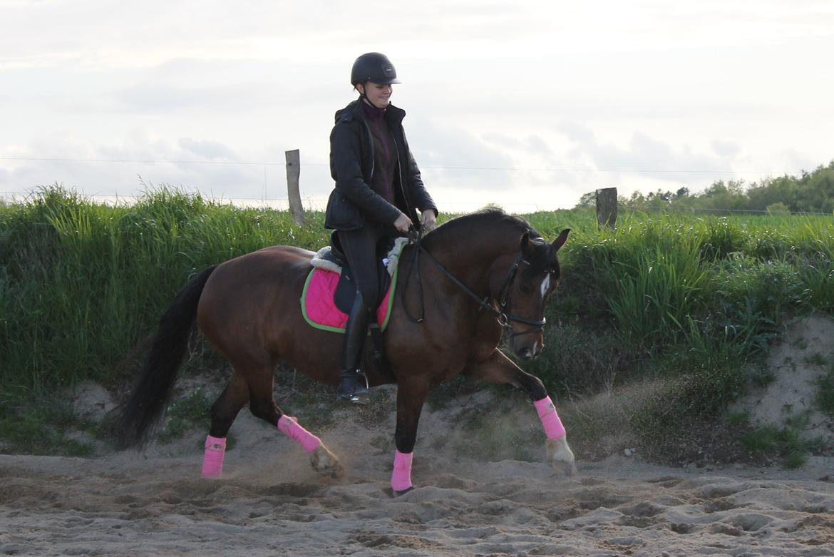 Welsh Pony af Cob-type (sec C) Rytterbjergets Undine aka. Pony-pige - Velkommen til Pony's profil læg gerne en kommentar :) billede 1