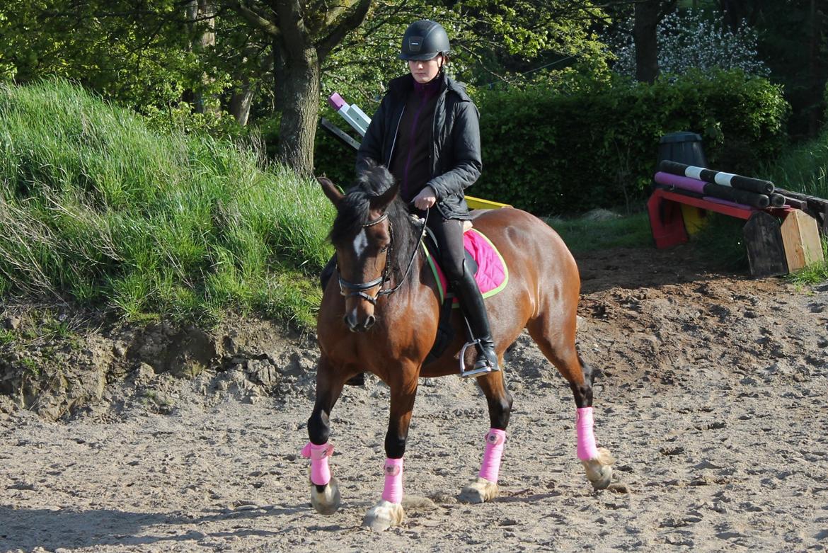 Welsh Pony af Cob-type (sec C) Rytterbjergets Undine aka. Pony-pige - Dressurtræning d. 14 Maj billede 10