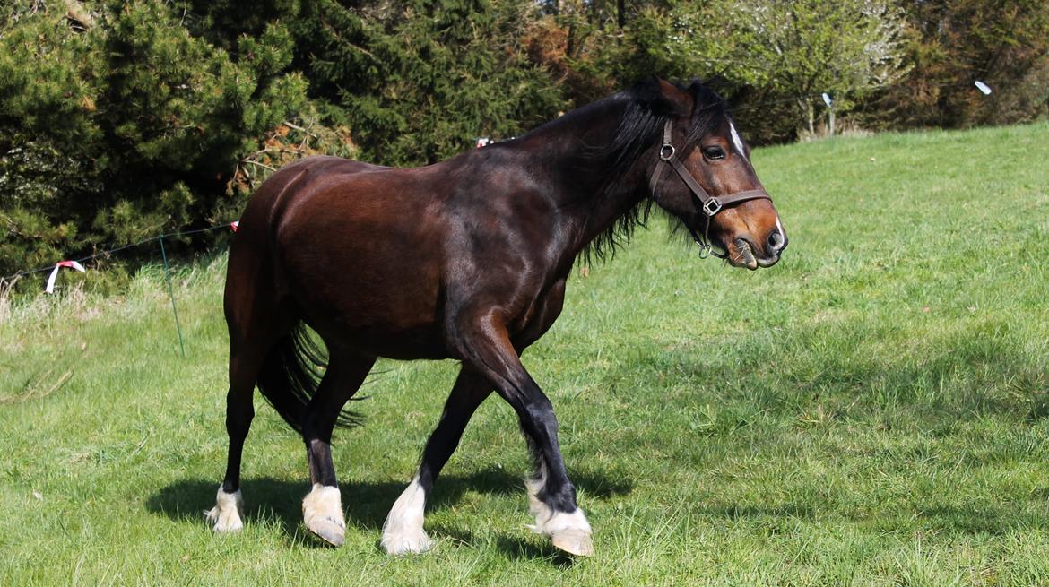 Welsh Pony af Cob-type (sec C) Rytterbjergets Undine aka. Pony-pige - Forår 2014 billede 12