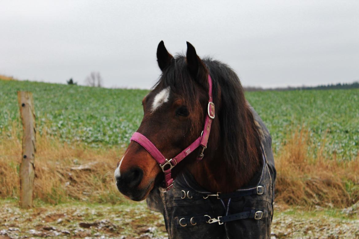 Welsh Pony af Cob-type (sec C) Rytterbjergets Undine aka. Pony-pige billede 9