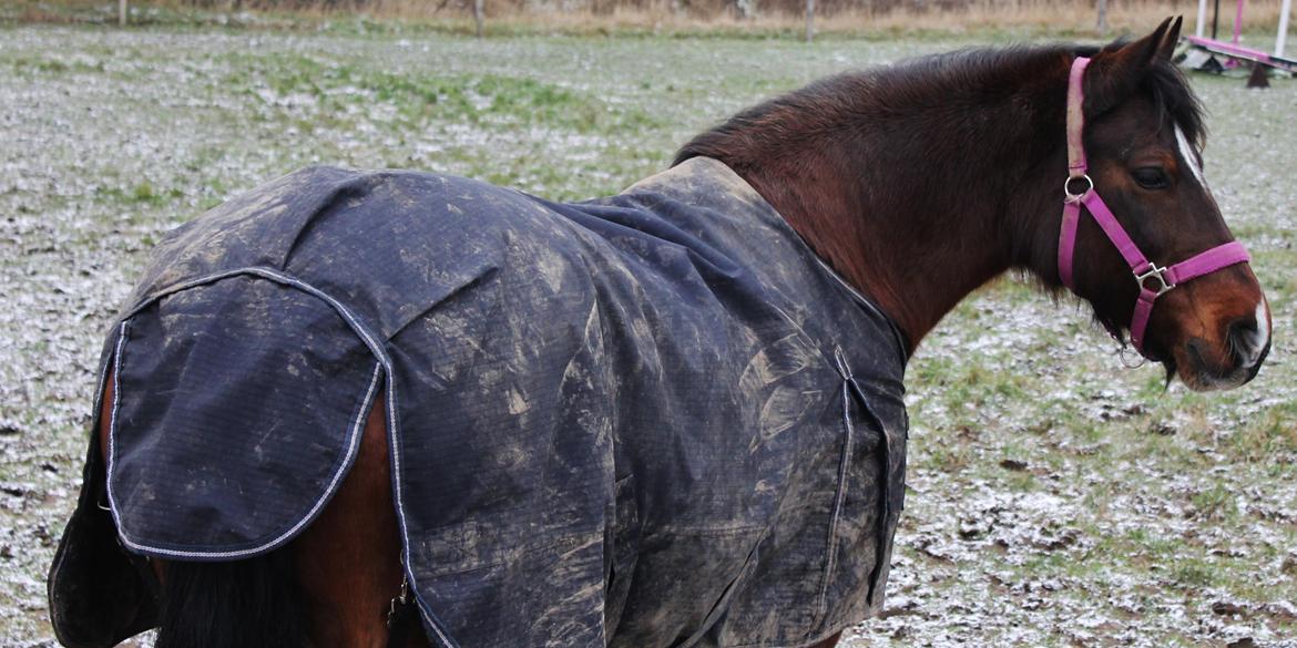 Welsh Pony af Cob-type (sec C) Rytterbjergets Undine aka. Pony-pige billede 15