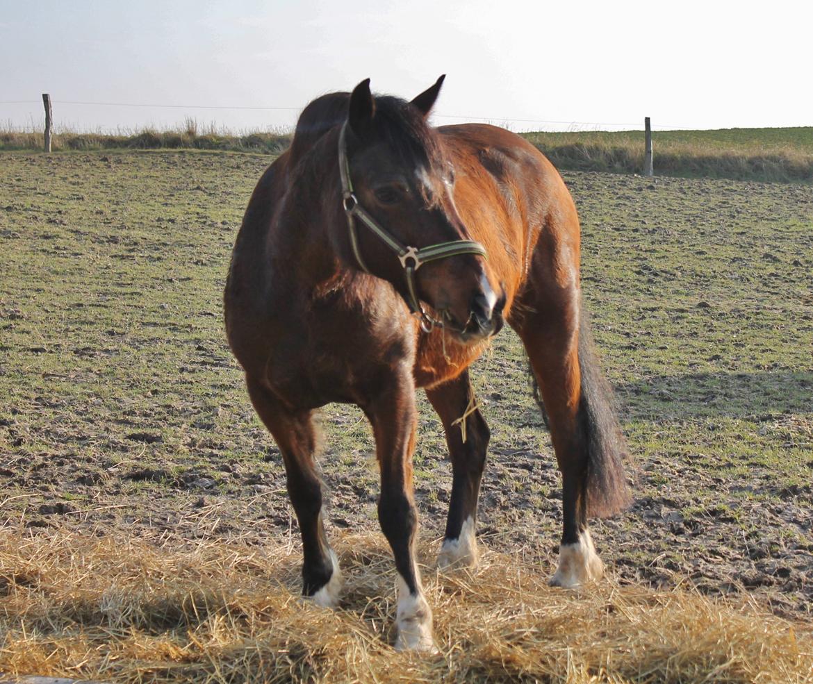 Welsh Pony af Cob-type (sec C) Rytterbjergets Undine aka. Pony-pige billede 17