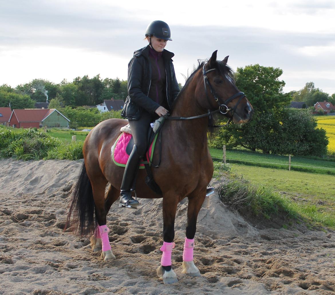 Welsh Pony af Cob-type (sec C) Rytterbjergets Undine aka. Pony-pige - Dressurtræning d. 14 Maj billede 14