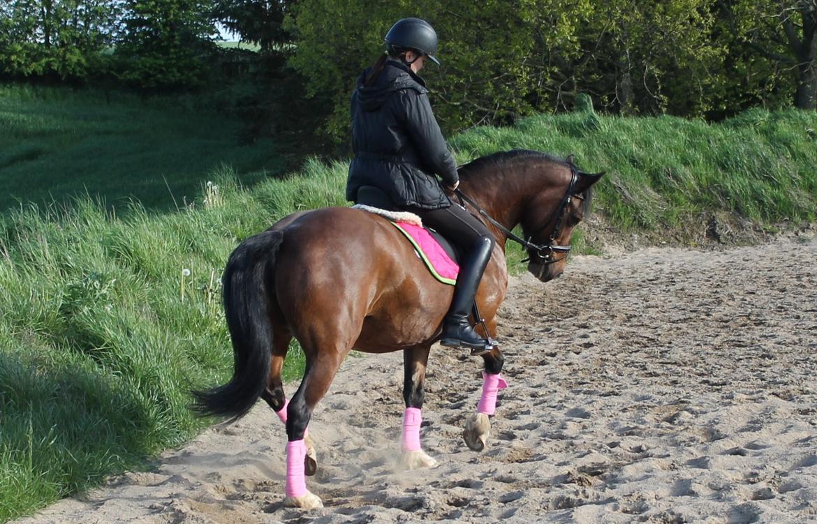 Welsh Pony af Cob-type (sec C) Rytterbjergets Undine aka. Pony-pige - Dressurtræning d. 14 Maj billede 16