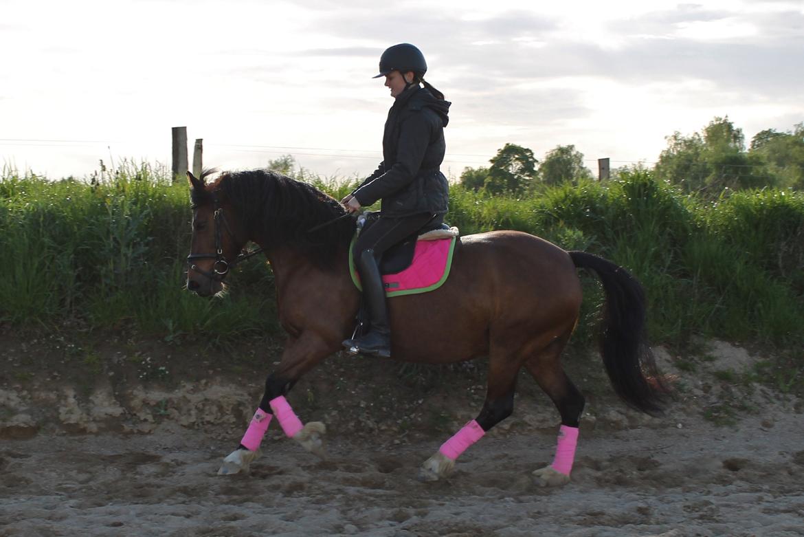 Welsh Pony af Cob-type (sec C) Rytterbjergets Undine aka. Pony-pige - Dressurtræning d. 14 Maj billede 18