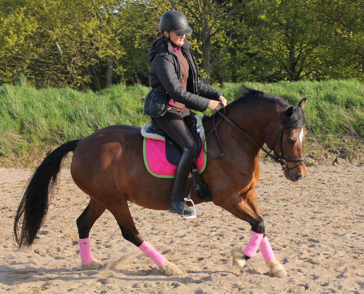 Welsh Pony af Cob-type (sec C) Rytterbjergets Undine aka. Pony-pige - Dressurtræning d. 14 Maj billede 19