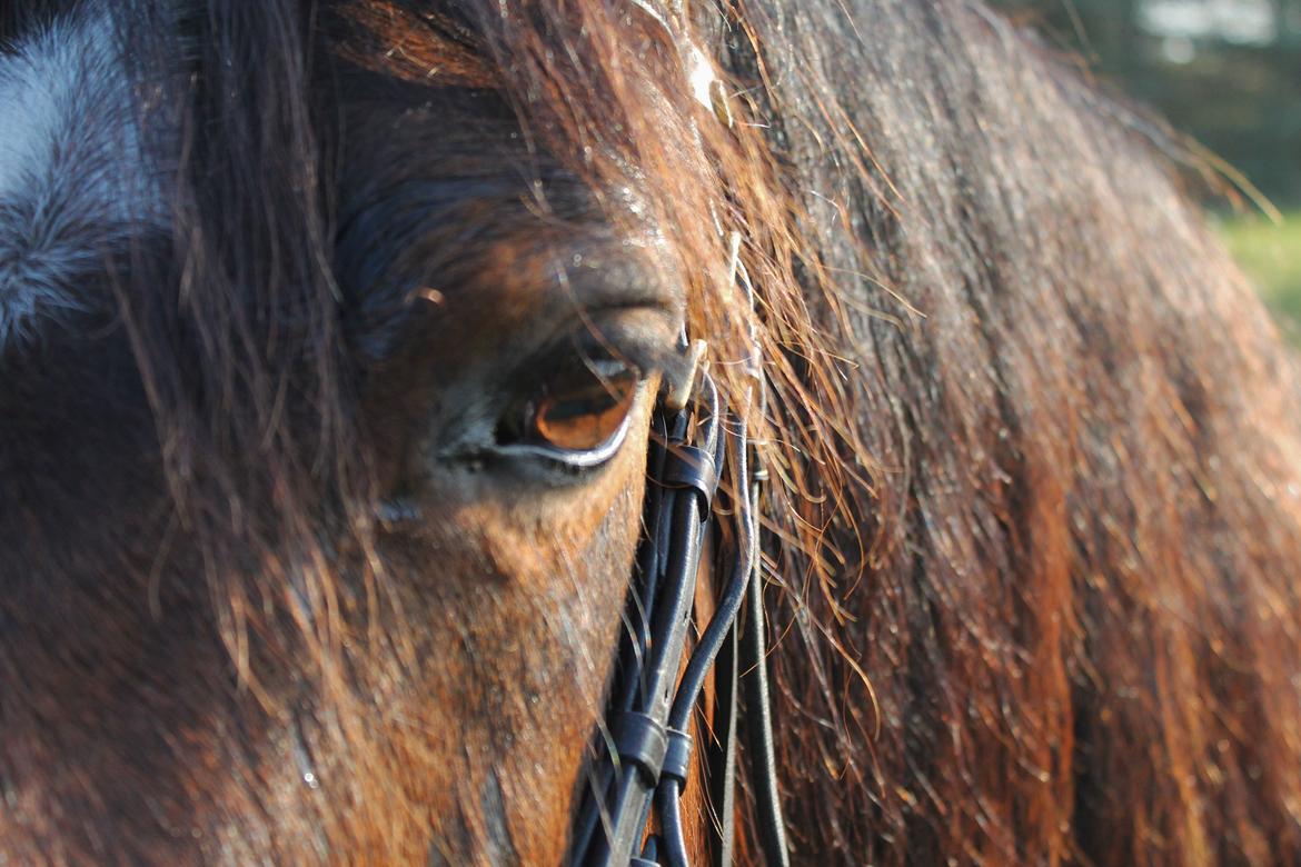 Welsh Pony af Cob-type (sec C) Rytterbjergets Undine aka. Pony-pige - Pony siger tak for denne gang :) billede 20