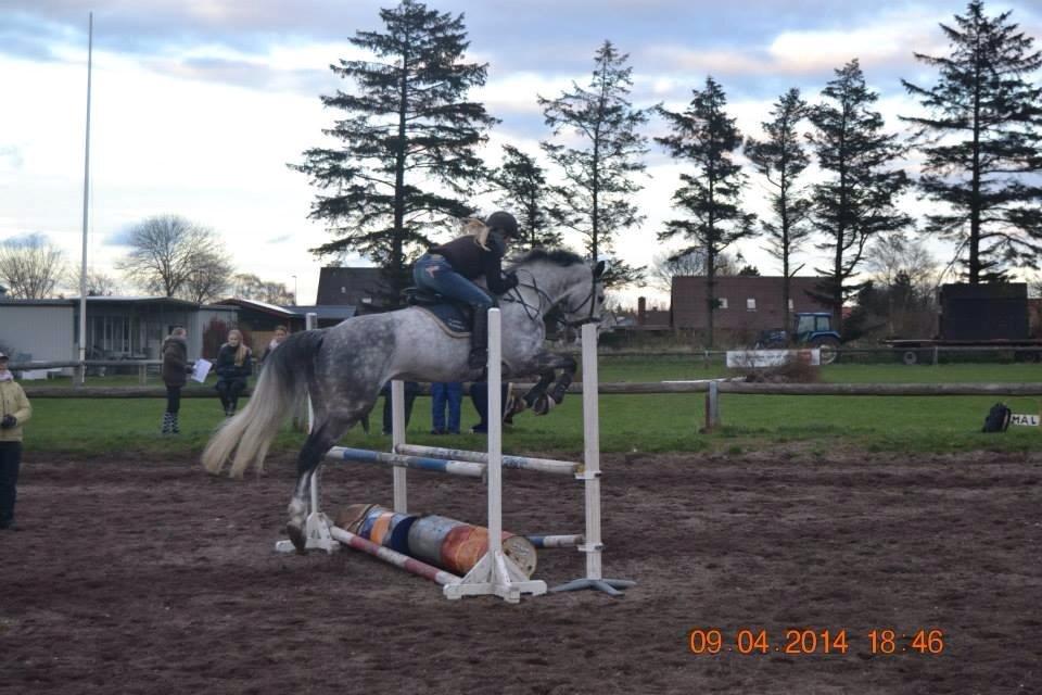 Dansk Varmblod Voldbygaards Cortus - En af de første springtræninger :-) billede 1