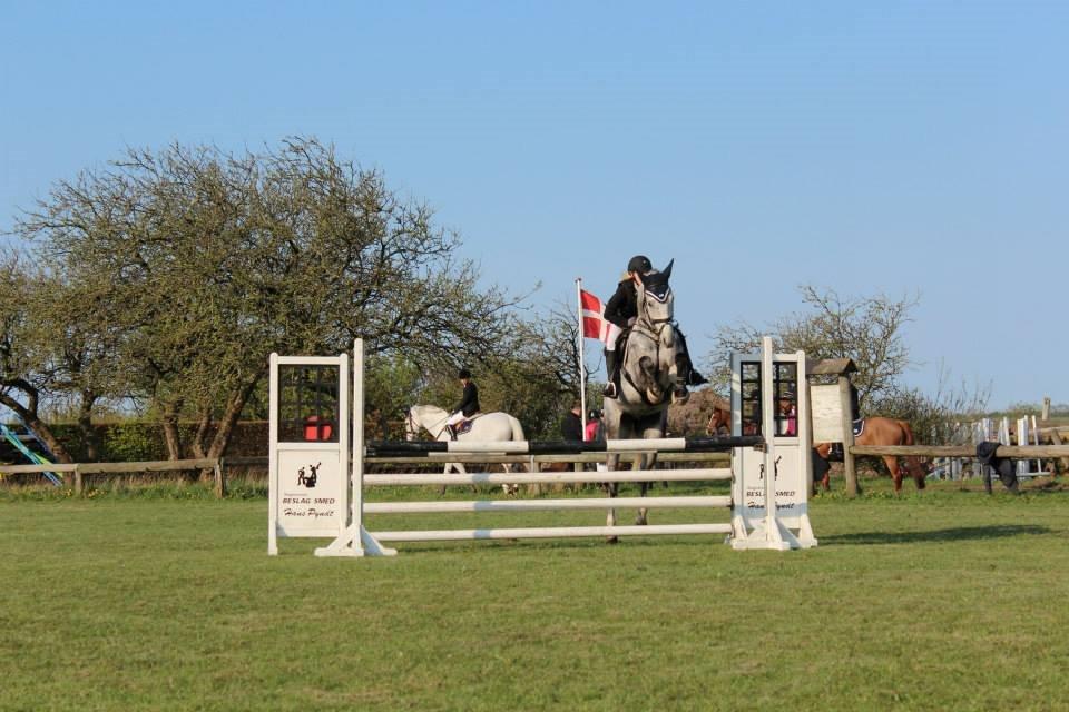 Dansk Varmblod Voldbygaards Cortus - Vores første stævne sammen <3  billede 2