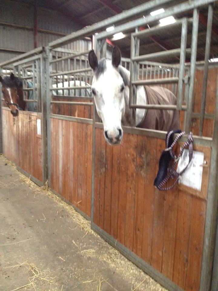 Dansk Varmblod Voldbygaards Cortus - Den da han blev min :-* billede 3