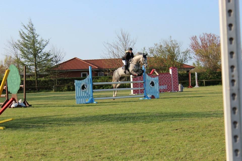 Dansk Varmblod Voldbygaards Cortus - Første stævne hvor vi sartede LC og LB :-) billede 4
