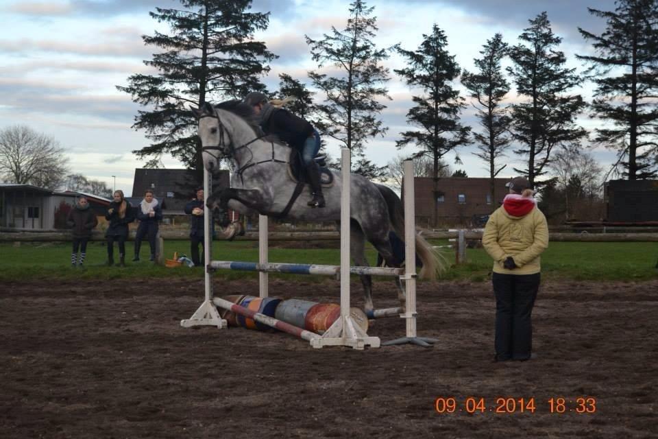 Dansk Varmblod Voldbygaards Cortus - Springtræning :-) billede 5