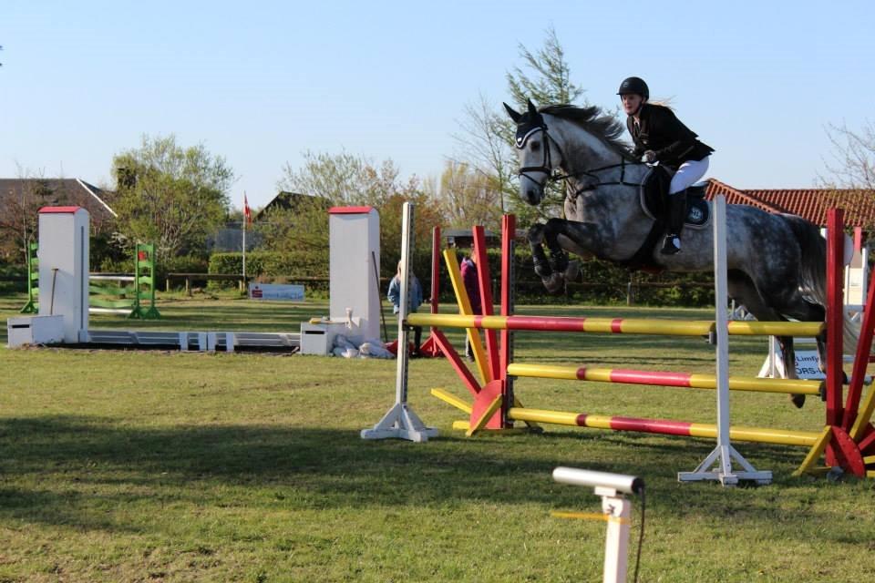 Dansk Varmblod Voldbygaards Cortus - Første stævne :-) billede 6