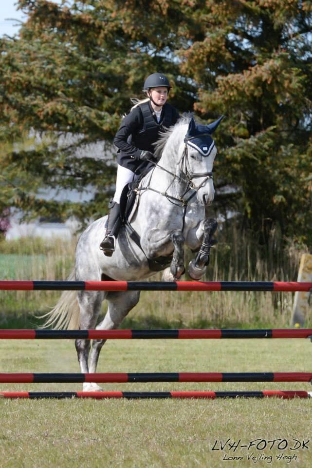 Dansk Varmblod Voldbygaards Cortus - Vores andet stævne i HHH :-) billede 7