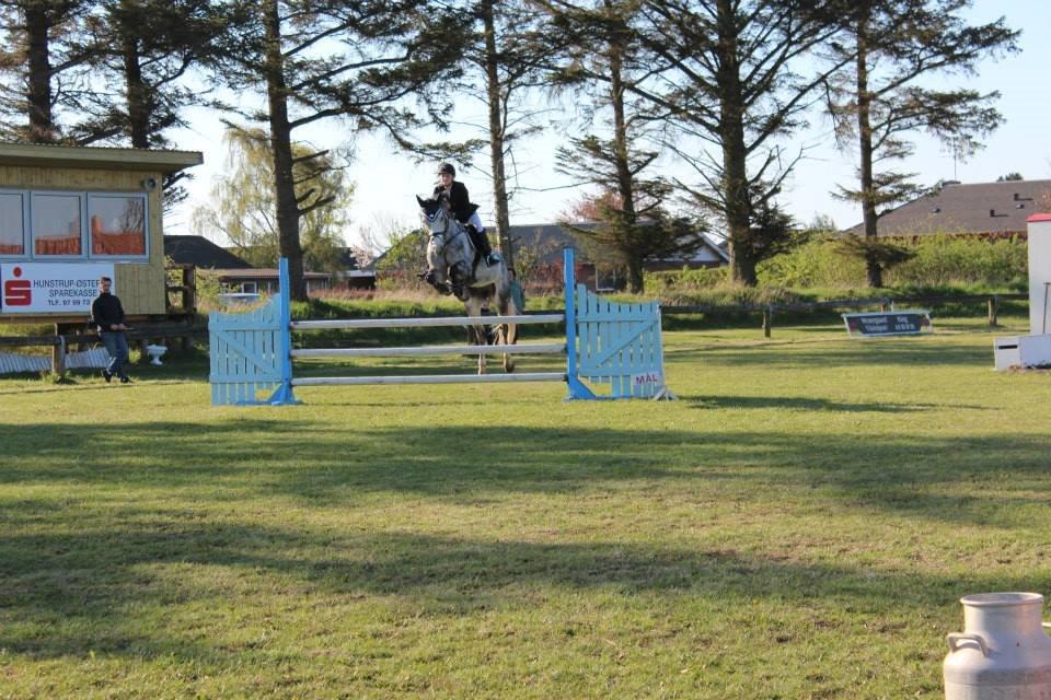 Dansk Varmblod Voldbygaards Cortus billede 8