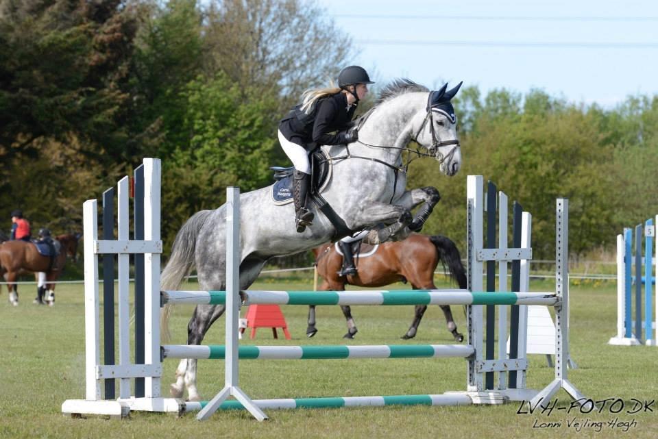 Dansk Varmblod Voldbygaards Cortus - Colle <3 billede 9