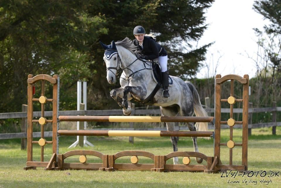 Dansk Varmblod Voldbygaards Cortus - Min stjerne :-) billede 10