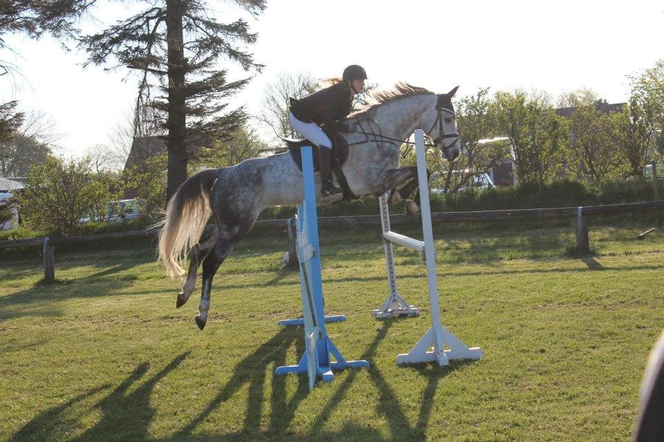 Dansk Varmblod Voldbygaards Cortus - Første stævne <3 billede 11