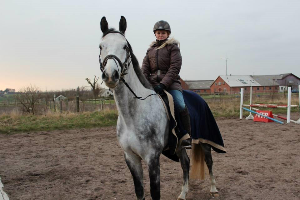 Dansk Varmblod Voldbygaards Cortus - Søde Colle efter vores første springundervisning sammen :-) billede 12