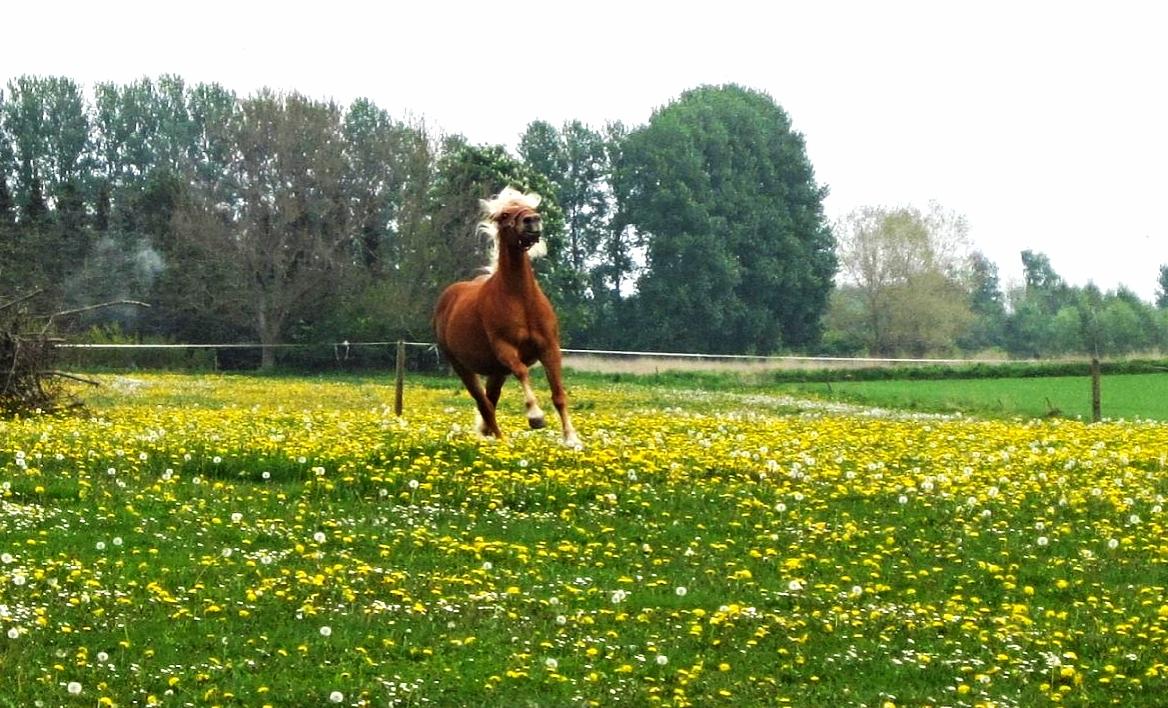 Haflinger Jhosie A Rosendal *{Himmelhest}* billede 11