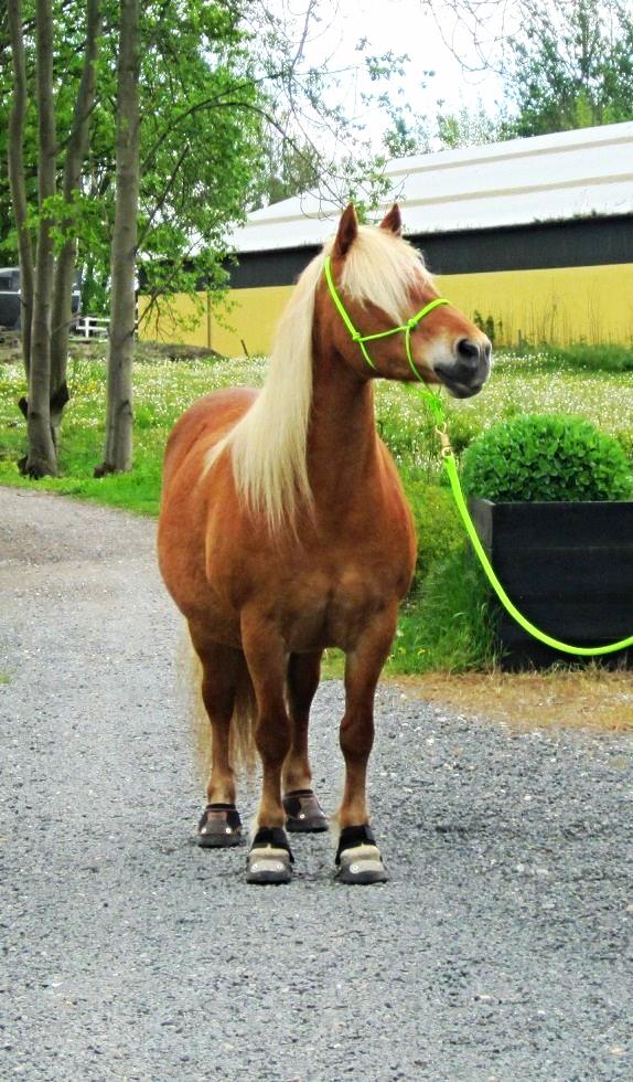 Haflinger Jhosie A Rosendal *{Himmelhest}* billede 1