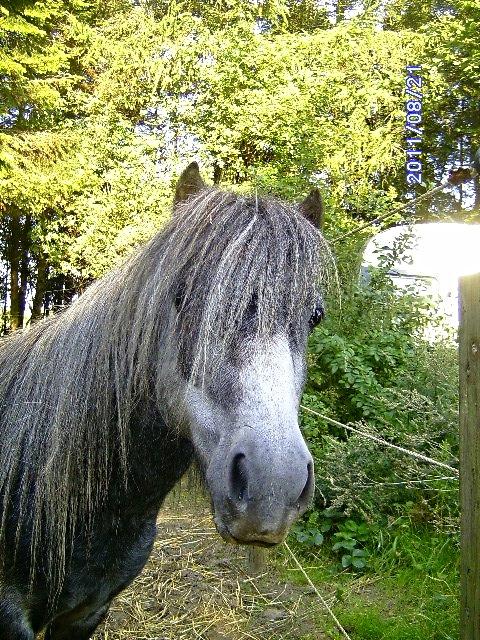 Anden særlig race rocky R.I.P - 2011 3 år billede 1