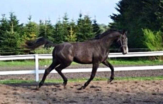 Dansk Varmblod Garb - Han gør sig til! ;-) billede 13