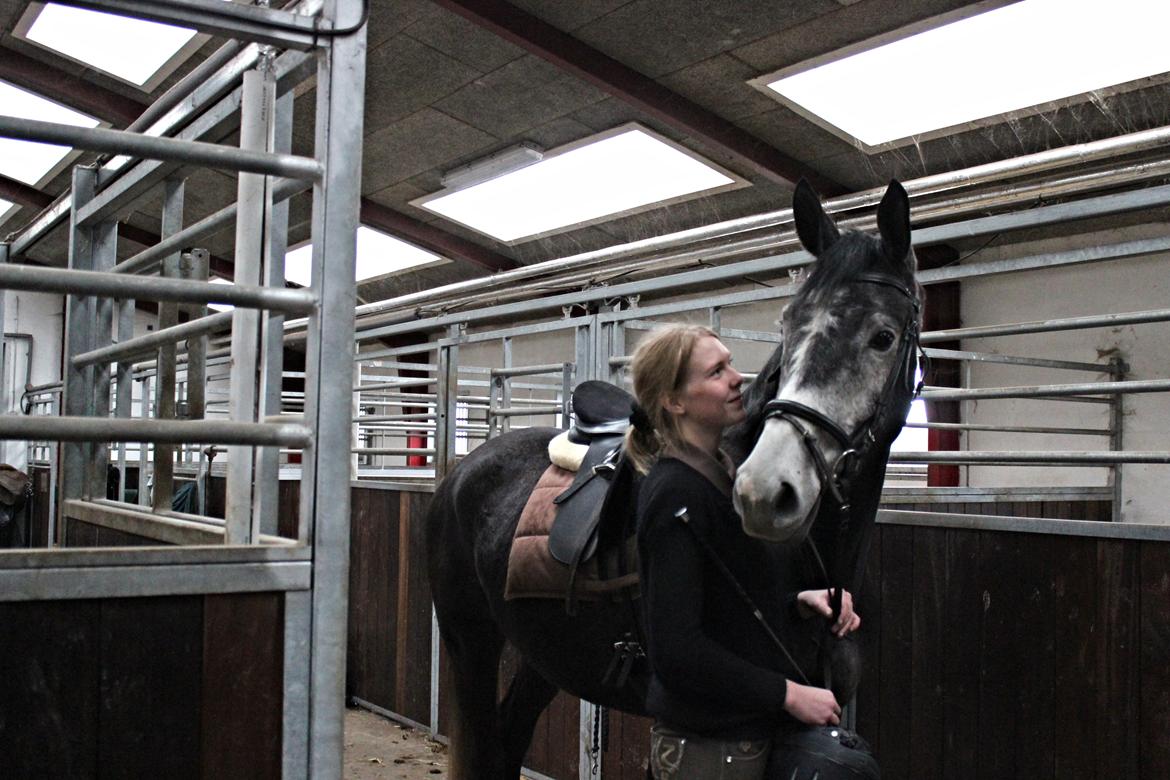 Dansk Varmblod Garb billede 14