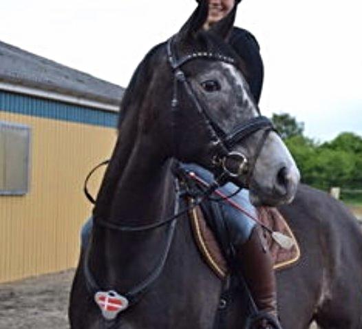 Dansk Varmblod Garb billede 11