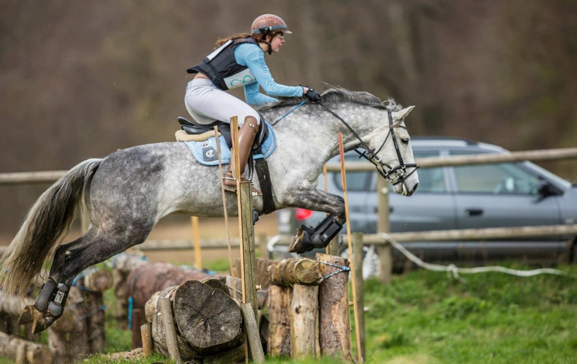 Lusitano Bizantino da Cerca *Tiger-dyr* - CNC90 Skanderborg april 2014 - Foto Jimmi Leen Friis billede 2