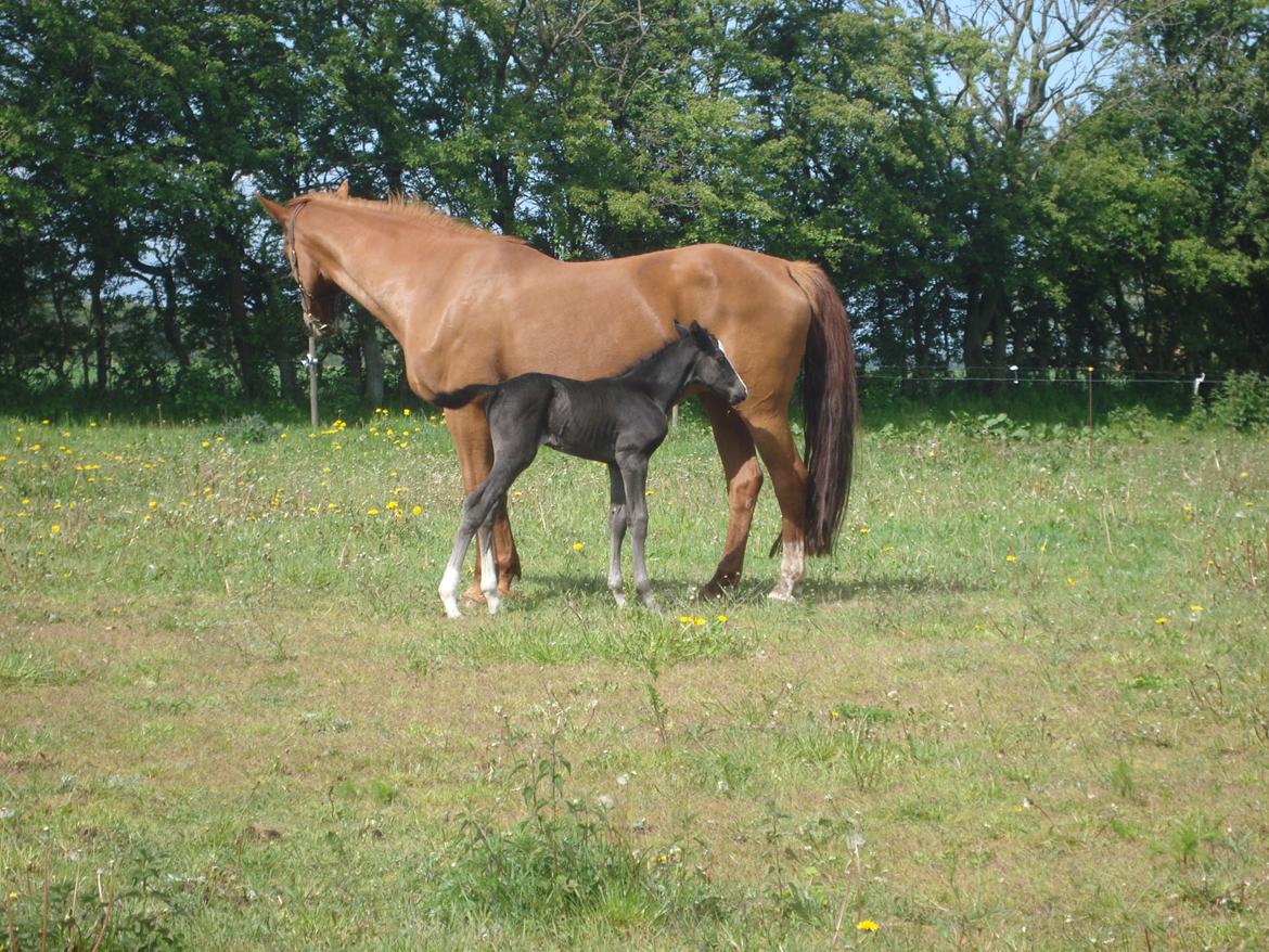 Dansk Varmblod Mi Estrella billede 3