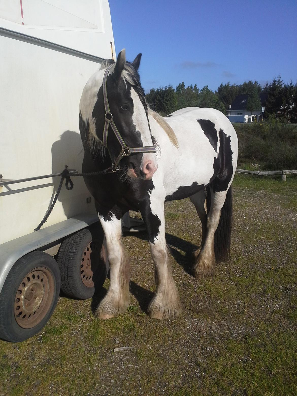 Irish Cob Emma "tidligere hest" billede 1