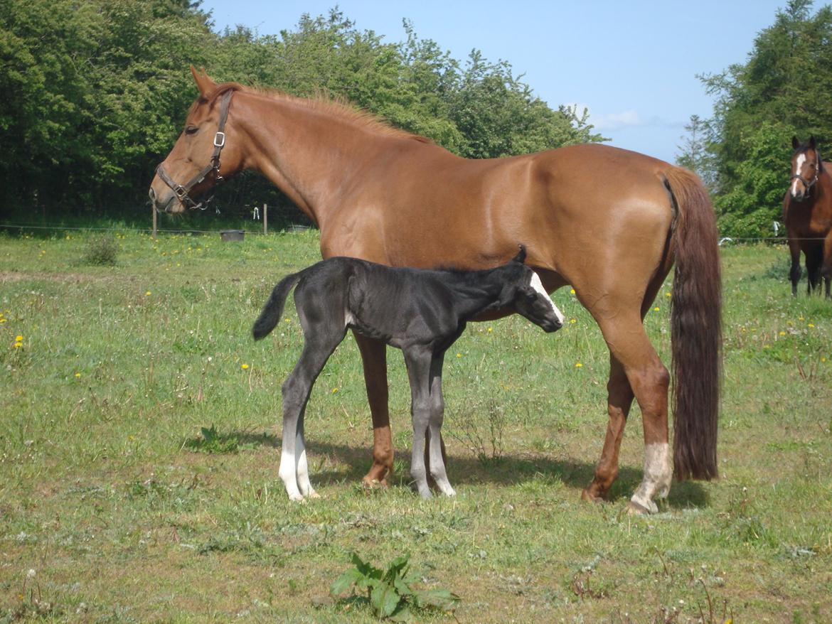 Dansk Varmblod Mi Estrella billede 5