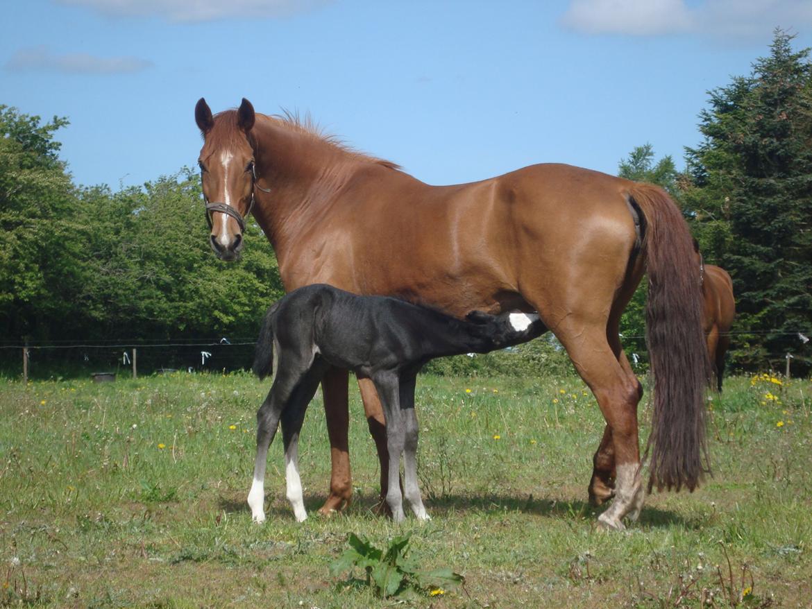 Dansk Varmblod Mi Estrella billede 6