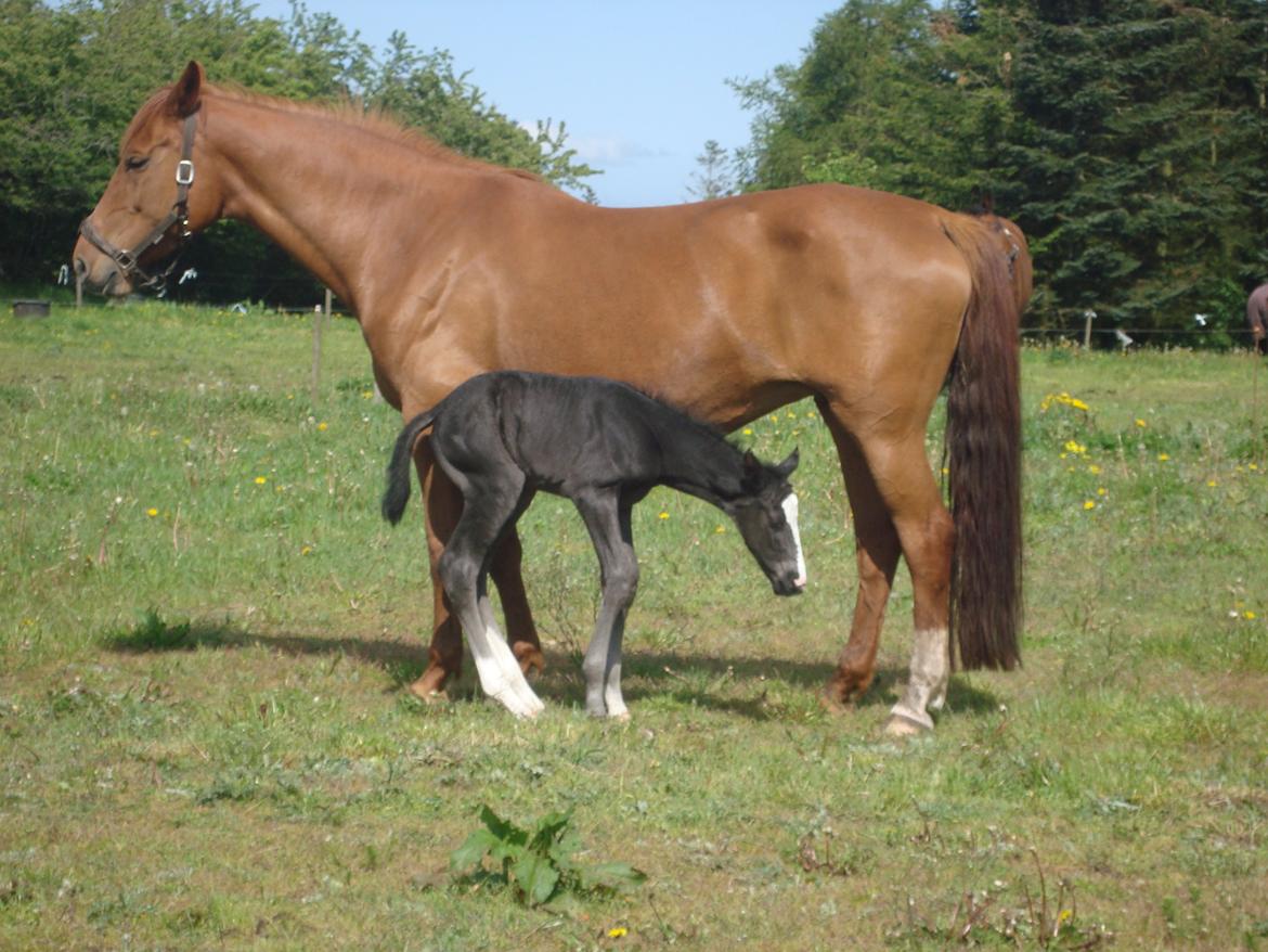 Dansk Varmblod Mi Estrella billede 8