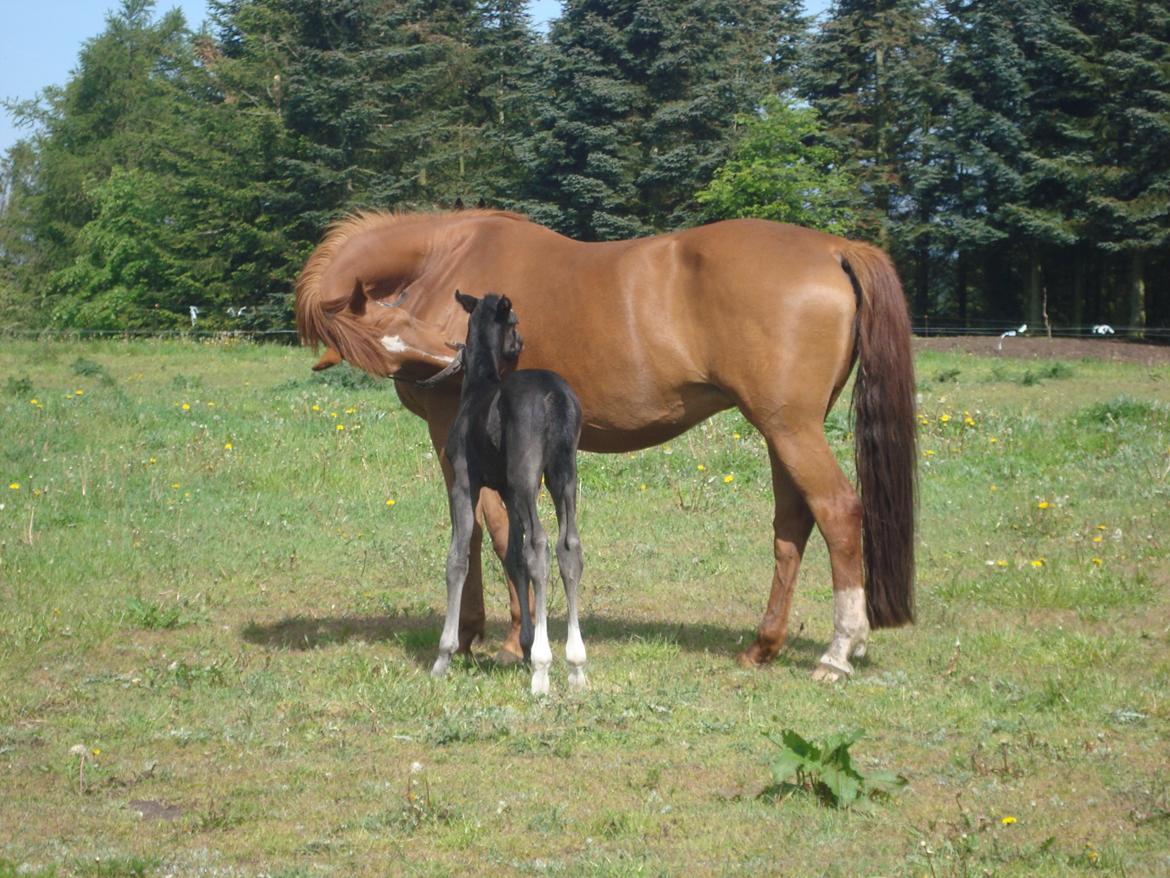 Dansk Varmblod Mi Estrella billede 4