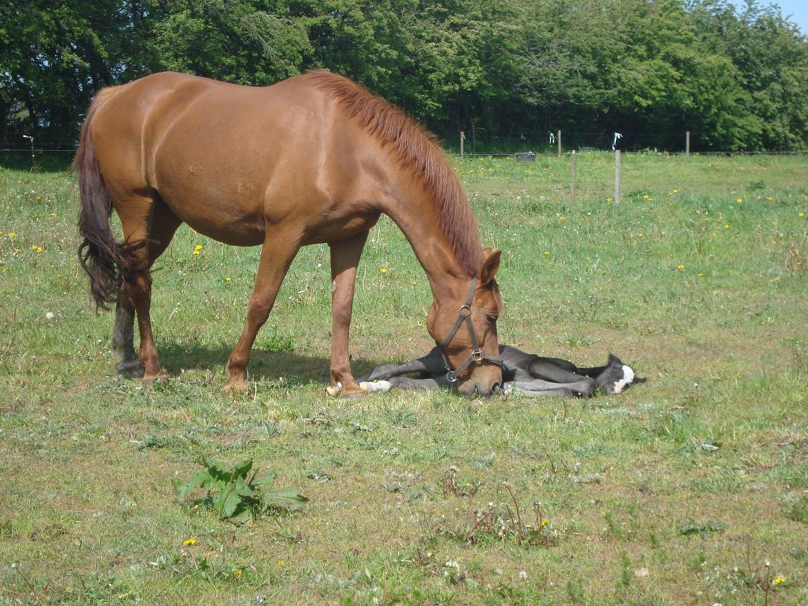 Dansk Varmblod Mi Estrella billede 10