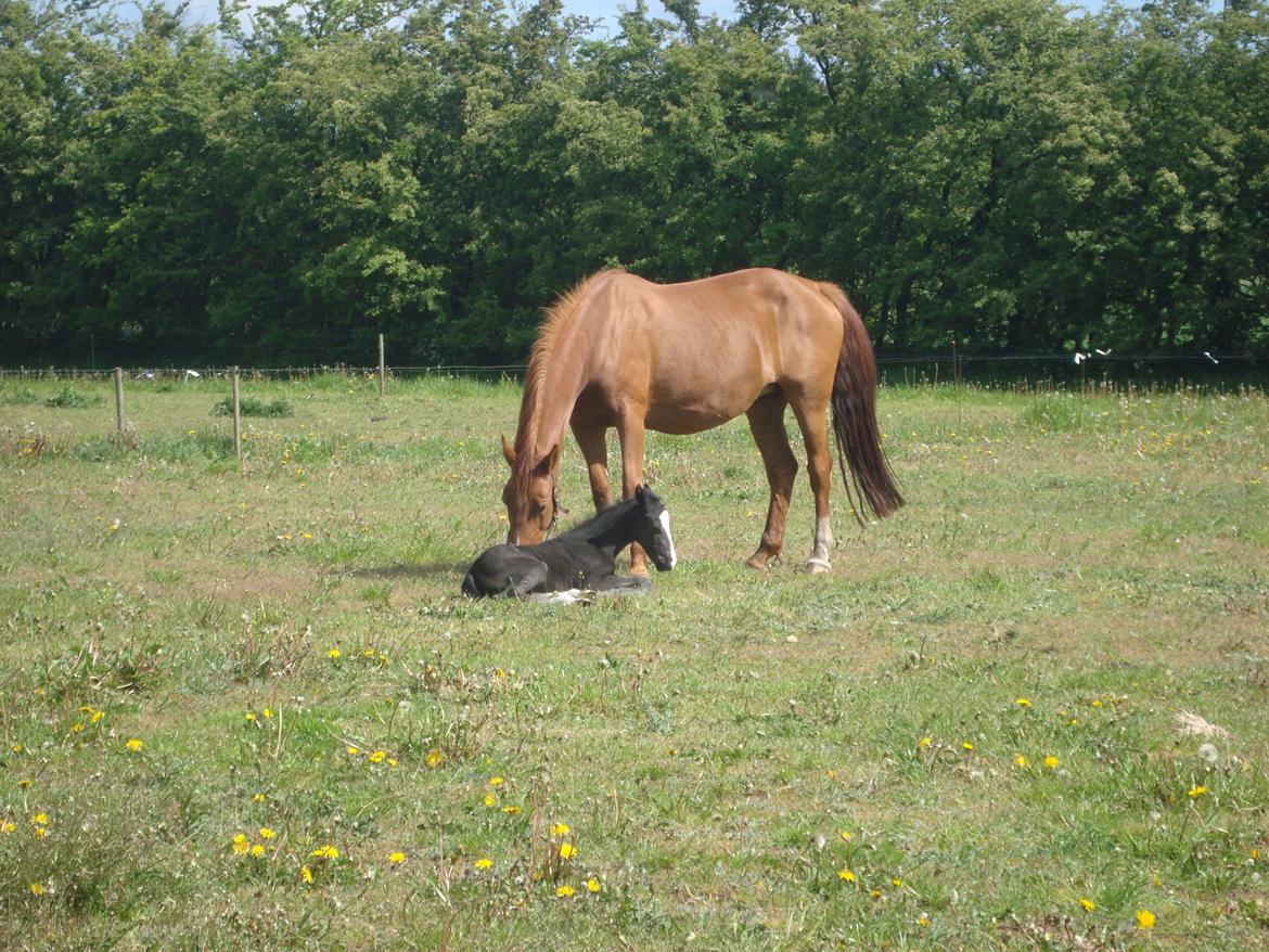 Dansk Varmblod Mi Estrella billede 11