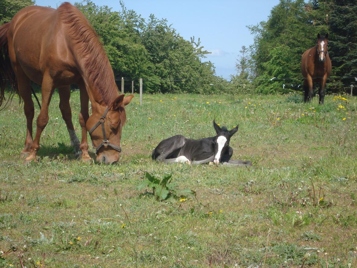 Dansk Varmblod Mi Estrella billede 9