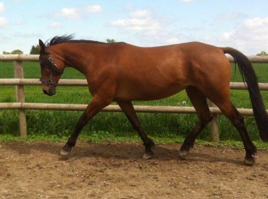 Traver Rosado (Rosa) billede 6