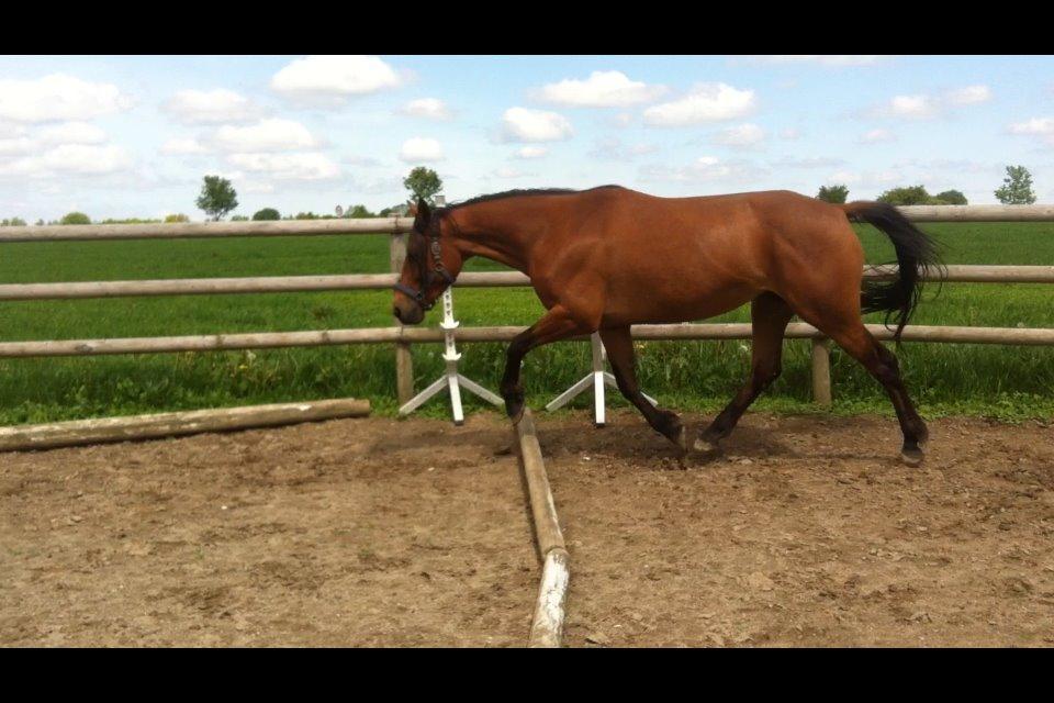 Traver Rosado (Rosa) - 15-05-2014 billede 15