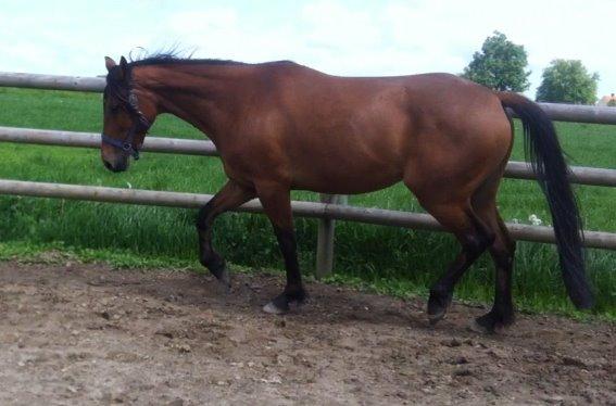 Traver Rosado (Rosa) - 15-05-2014 billede 16