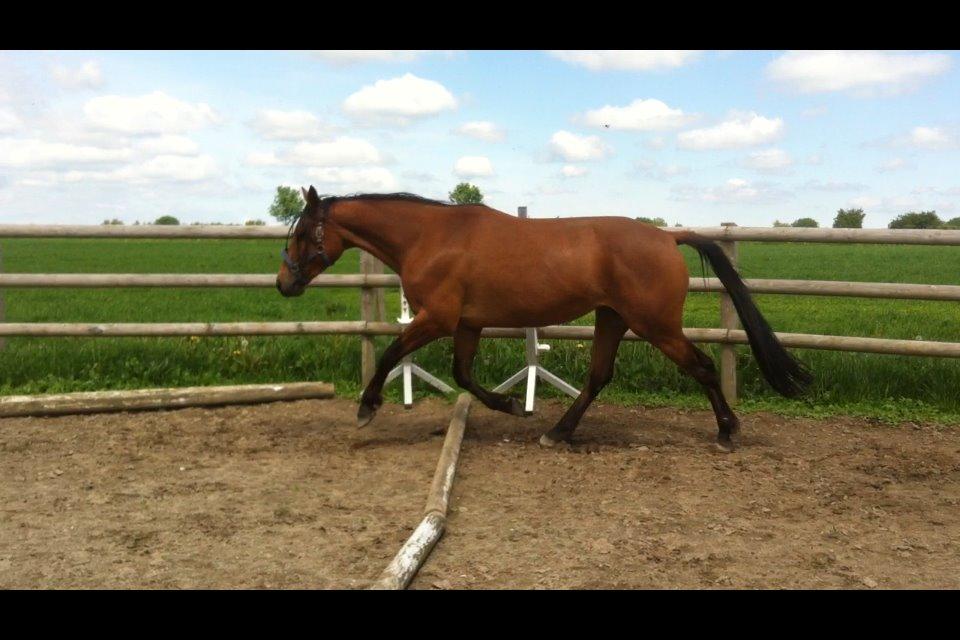 Traver Rosado (Rosa) - 15-05-2014 billede 17