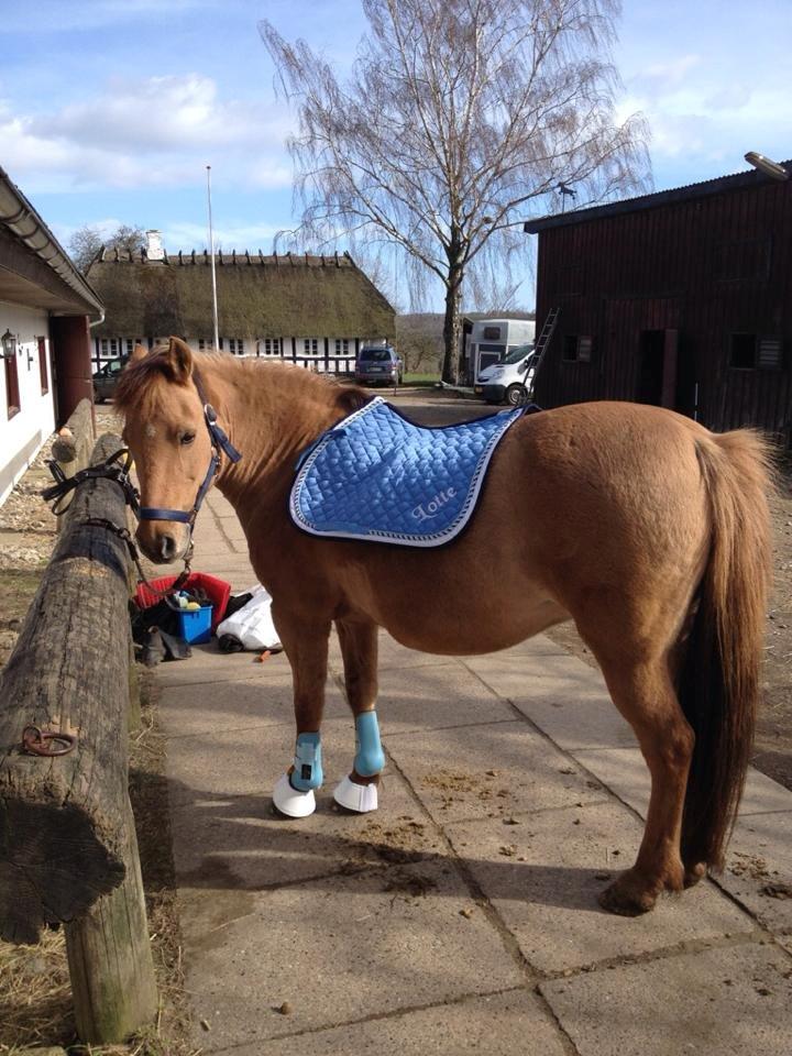 Anden særlig race Shamrocks Lotte - Ponyen i blå <3 billede 14