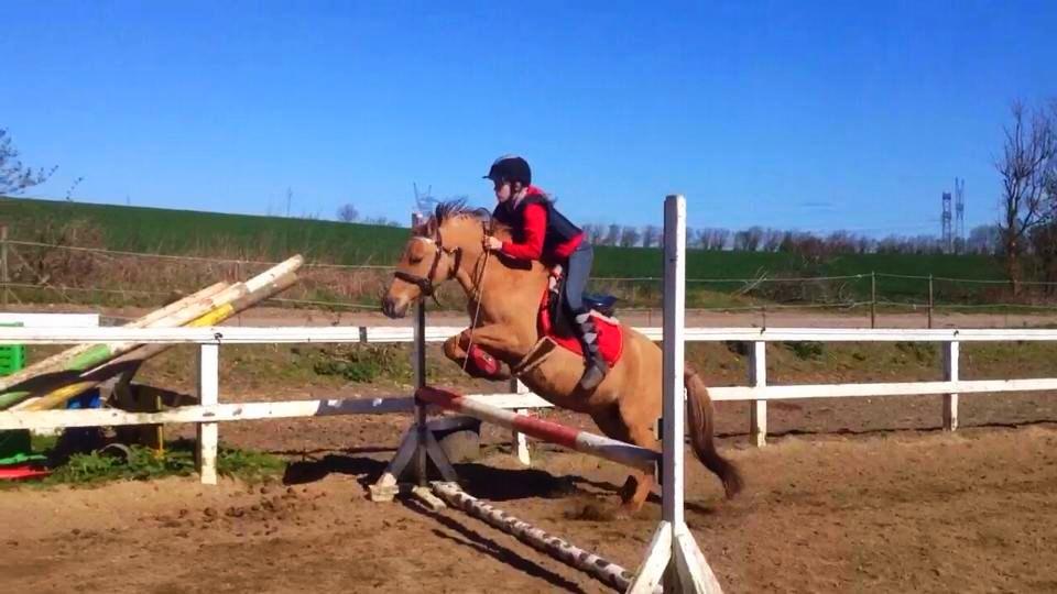 Anden særlig race Shamrocks Lotte - Spring 85 cm :) billede 15