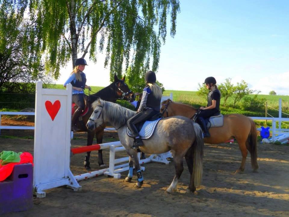 Anden særlig race Shamrocks Lotte - Snakke snakke mens ponyer og heste småsover ;b billede 2