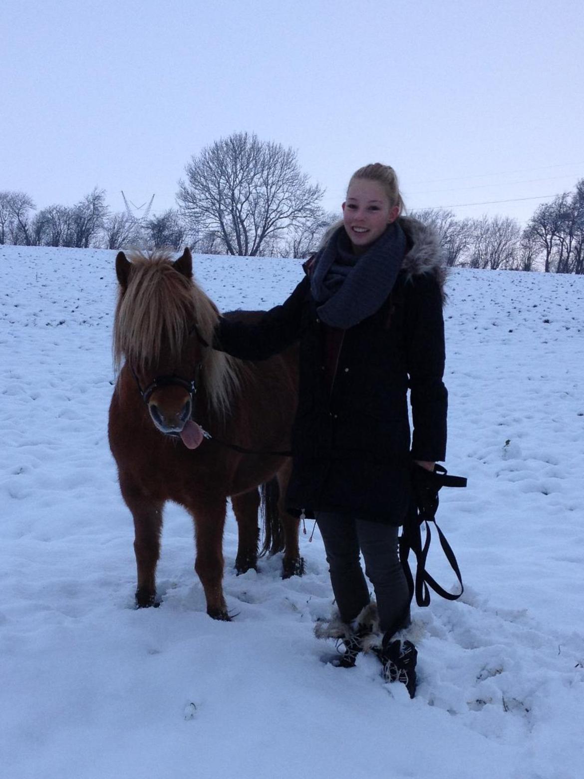Shetlænder Shelby - Mig og søde pony i sne  billede 4